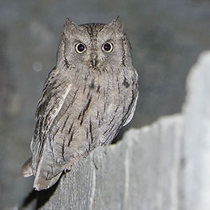 Pallid Scops-Owl
